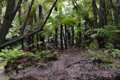MaHIA PENINSULA SCENIC RESERVE