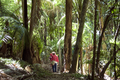 NIKAU LOOP TRACK